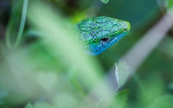 Lacerta viridis
