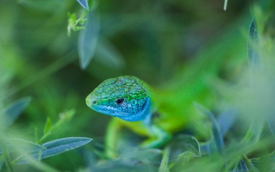 Lacerta viridis